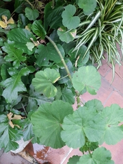 Pelargonium × hybridum