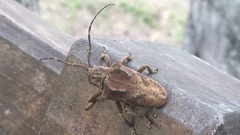 Hypselomus cristatus