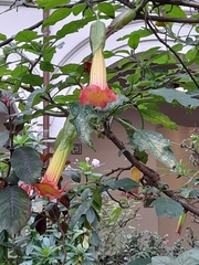 Brugmansia sanguinea