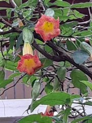 Brugmansia sanguinea