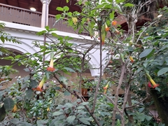 Brugmansia sanguinea