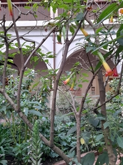 Brugmansia sanguinea