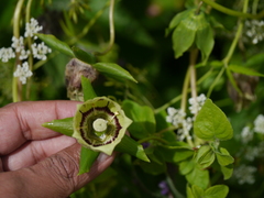 Codonopsis rotundifolia
