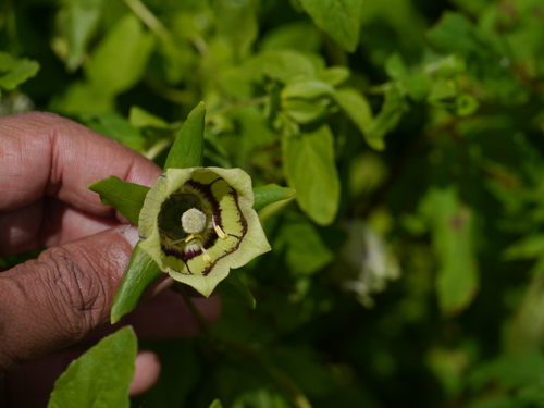 Codonopsis rotundifolia, photograph 1