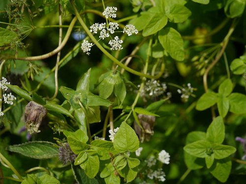 Codonopsis rotundifolia, photograph 2