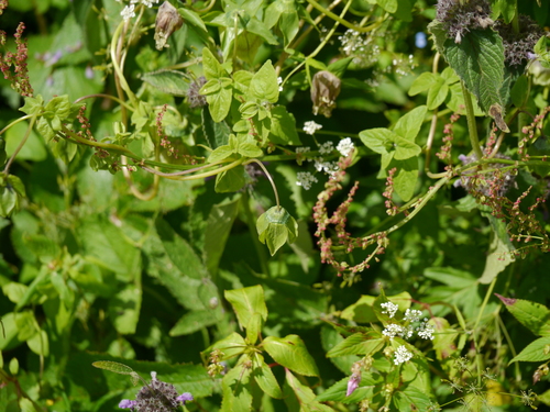 Codonopsis rotundifolia, photograph 4