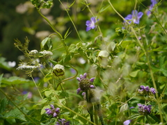 Codonopsis rotundifolia