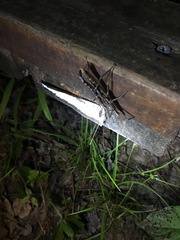 Anisomorpha ferruginea