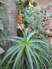 Aloe arborescens