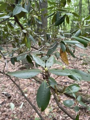 Rhododendron minus