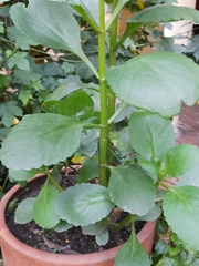 Angiospermae