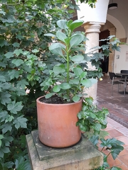Angiospermae