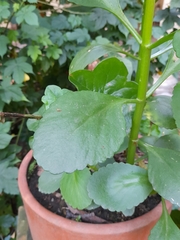 Angiospermae