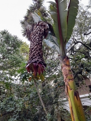 Ensete ventricosum