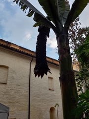 Ensete ventricosum