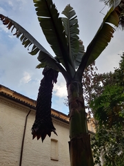 Ensete ventricosum