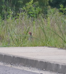 Pternistis afer castaneiventer