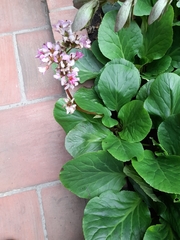 Bergenia crassifolia