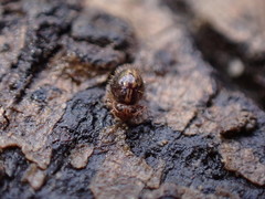 Caprainea echinata