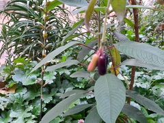 Fuchsia boliviana