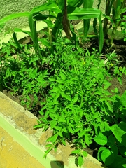 Solanum lycopersicum lycopersicum