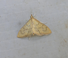 Munroeodes thalesalis