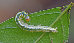 Munroeodes thalesalis