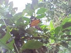 Gasteracantha cancriformis