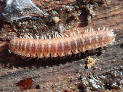 Pseudopolydesmus canadensis