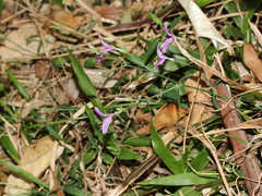 Hypoestes cumingiana