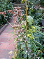 Kalanchoe densiflora