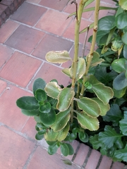 Kalanchoe densiflora