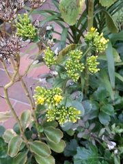 Kalanchoe densiflora