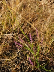Polygala appendiculata