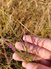 Polygala appendiculata