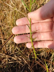 Polygala appendiculata