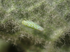 Micantulina stigmatipennis