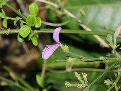Hypoestes cumingiana