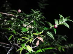 Gaultheria phillyreifolia