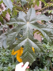 Angiospermae