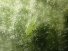 Micantulina stigmatipennis