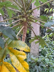 Angiospermae