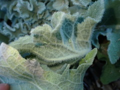 Micantulina stigmatipennis