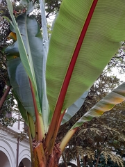 Ensete ventricosum