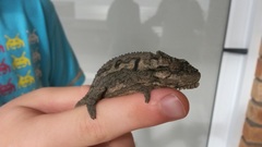 Bradypodion occidentale