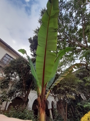 Ensete ventricosum