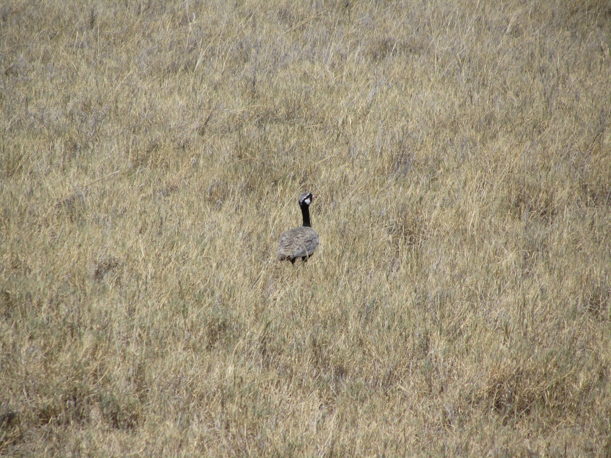White-quilled Bustard illustration