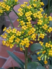 Kalanchoe densiflora