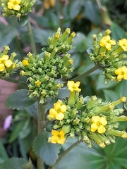 Kalanchoe densiflora