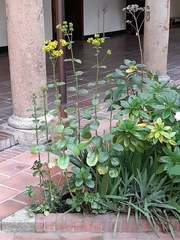 Kalanchoe densiflora
